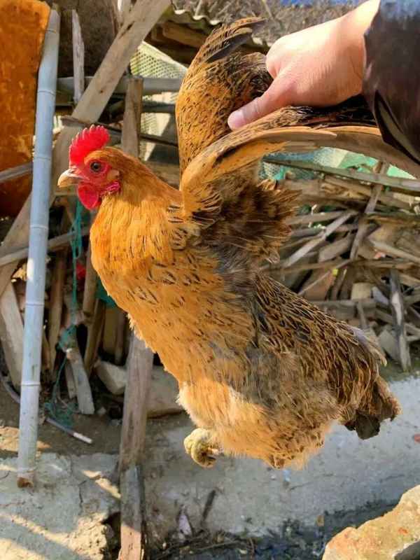  【深度拆解】土鸡养殖的经济账：从投料到收益，一文算清为何农户说亏本 新闻 【深度拆解】土鸡养殖的经济账：从投料到收益，一文算清为何农户说亏本 新闻 【深度拆解】土鸡养殖的经济账：从投料到收益，一文算清为何农户说亏本 新闻 【深度拆解】土鸡养殖的经济账：从投料到收益，一文算清为何农户说亏本 新闻 【深度拆解】土鸡养殖的经济账：从投料到收益，一文算清为何农户说亏本 新闻
