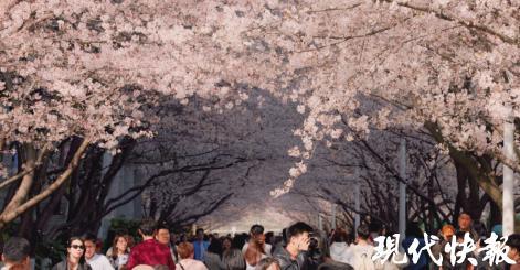 数字化管理赋能校园开放:南京林业大学赏花季10万人流量解析 IT技术 数字化管理赋能校园开放:南京林业大学赏花季10万人流量解析 IT技术 数字化管理赋能校园开放:南京林业大学赏花季10万人流量解析 IT技术 数字化管理赋能校园开放:南京林业大学赏花季10万人流量解析 IT技术