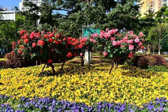 【深度技术解析】官渡区城市花卉景观系统全解:从月季育种到花期调控的科学密码 文化旅游